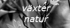 växter_natur_svv