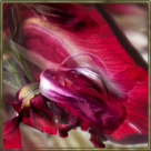 tulipa_morte_VI_72