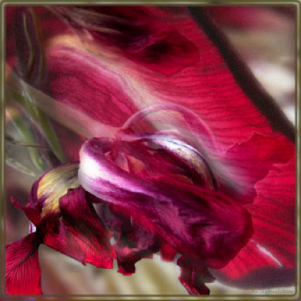 tulipa_morte_VI_72