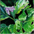 femton_bergenia_liten